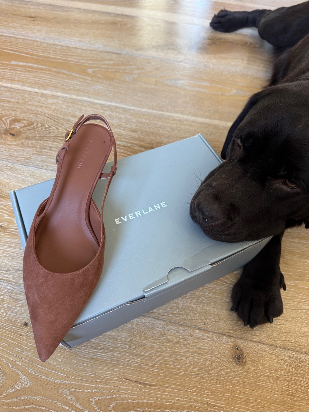 Everlane Suede Slingback kitten heel new with box. (Chocolate lab not included)